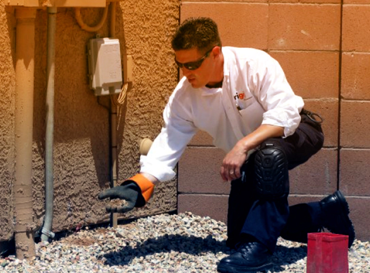 pest specialist inspecting outdoor pest damage tucson az